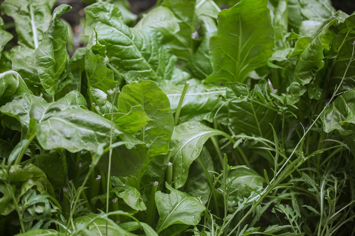 Alimentos saludables para los ojos